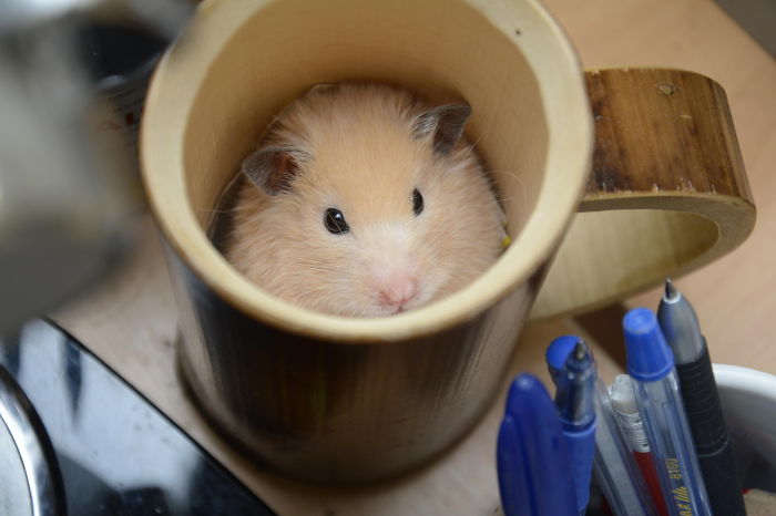 Hamster In A Cup
