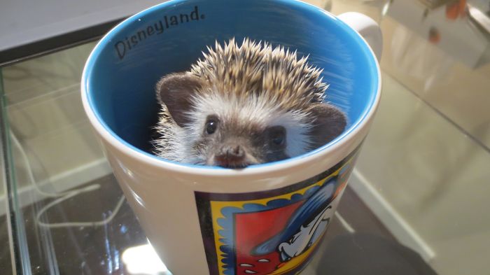 Hedgehog In A Cup