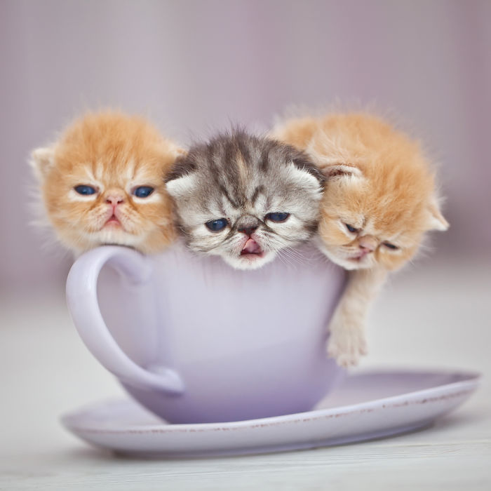 Kittens In A Cup