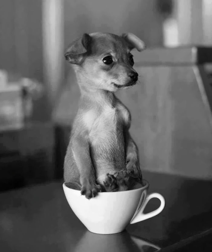 Puppy In A Cup