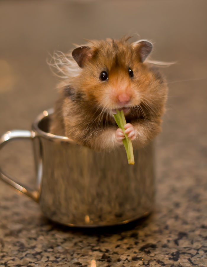 Hamster In A Cup