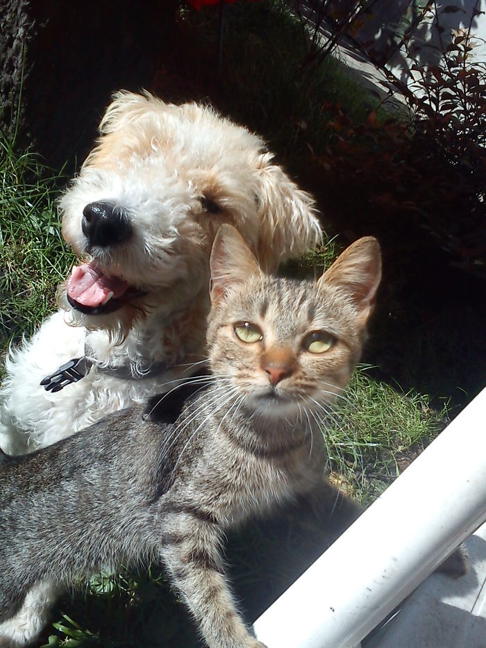 Rozi The Foxterrier And Mici The Cat - Mission Impossible