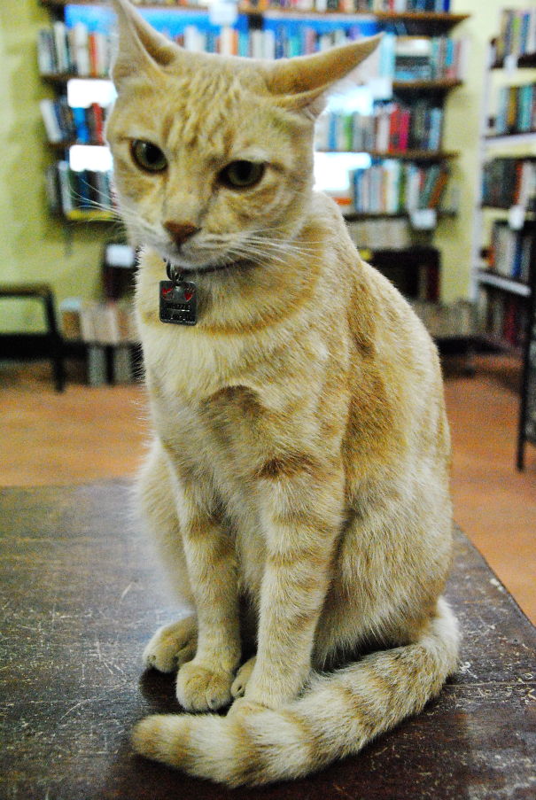 Whizzie The Bookshop Cat