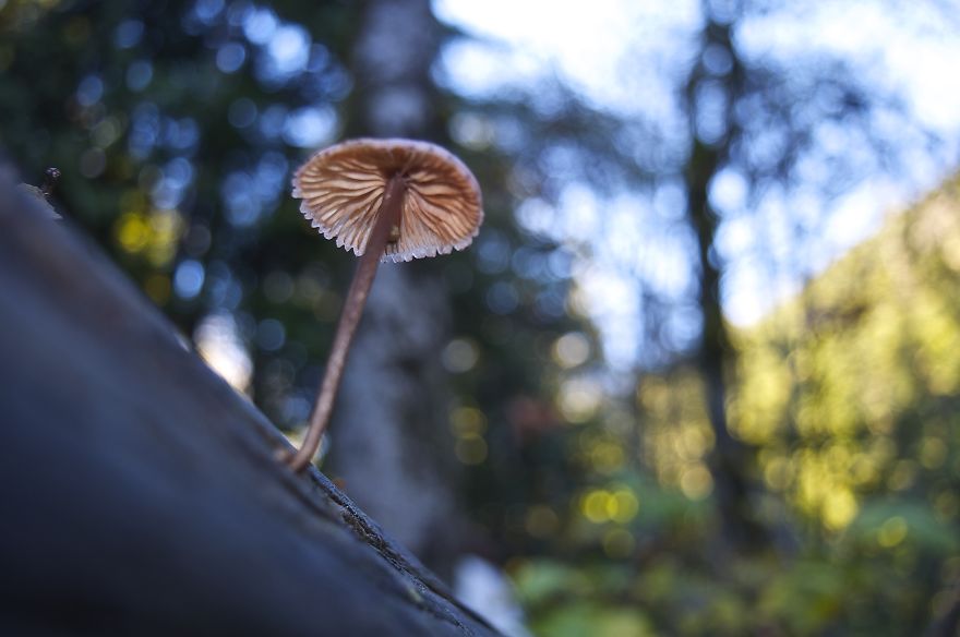 Lone Mushroom (squamish Bc)