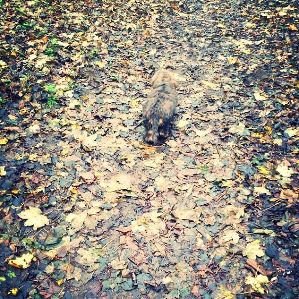 Find The Dachshund In The Autumn Leaves.