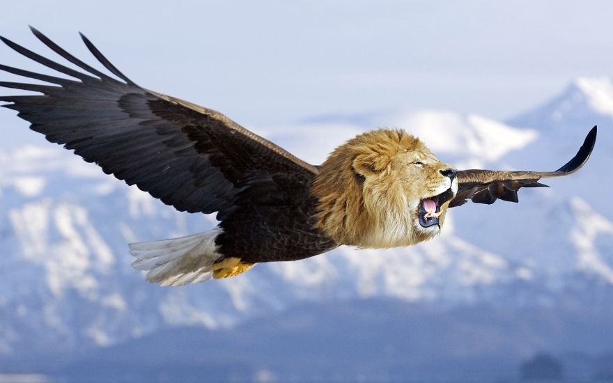 Eagleo The Eagle O'lion Creature