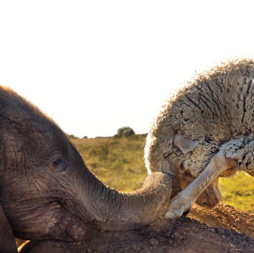 Sheep And Elephant Are Bff