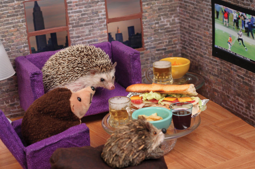 The Adventures Of Humphrey J Hedgehog