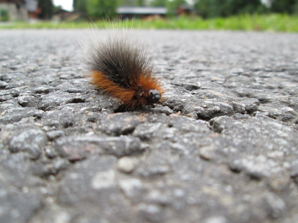 We Met This Hairy Caterpillar On Our Holiday :)