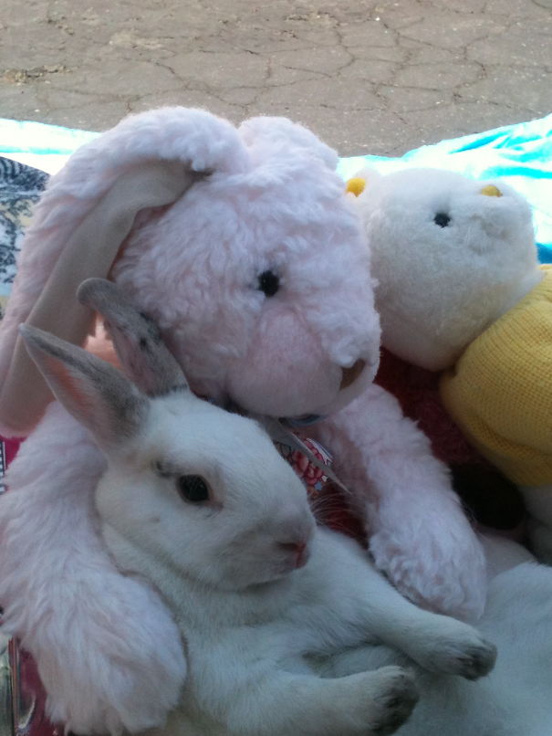 Just Toys. And Stripe The Rabbit