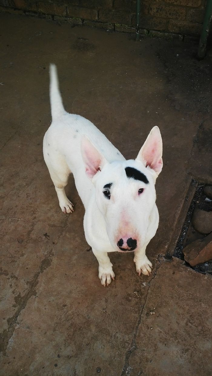 Randy - Bull Terrier With Eyebrows. One Raised