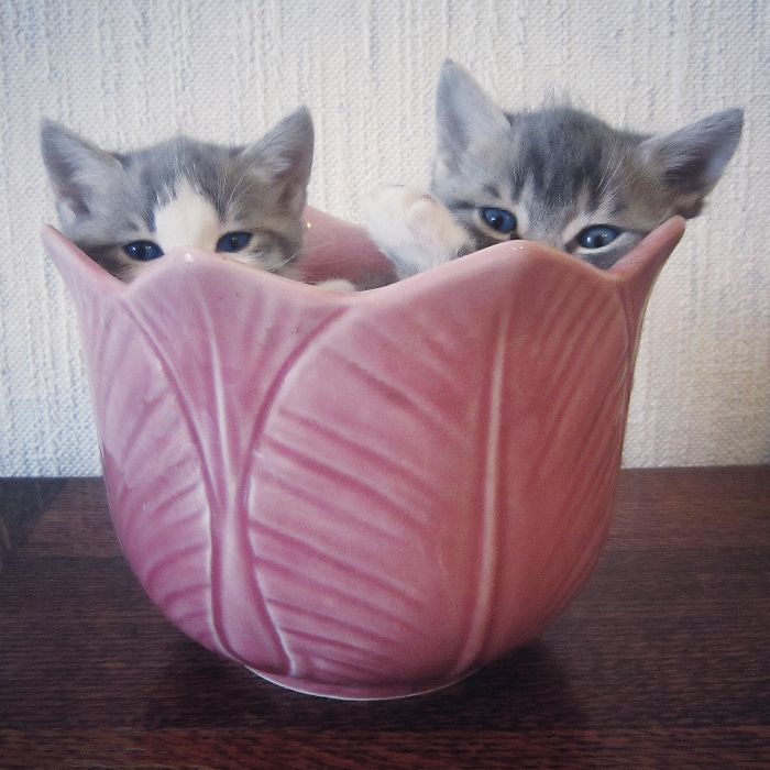 Cats In A Vase.