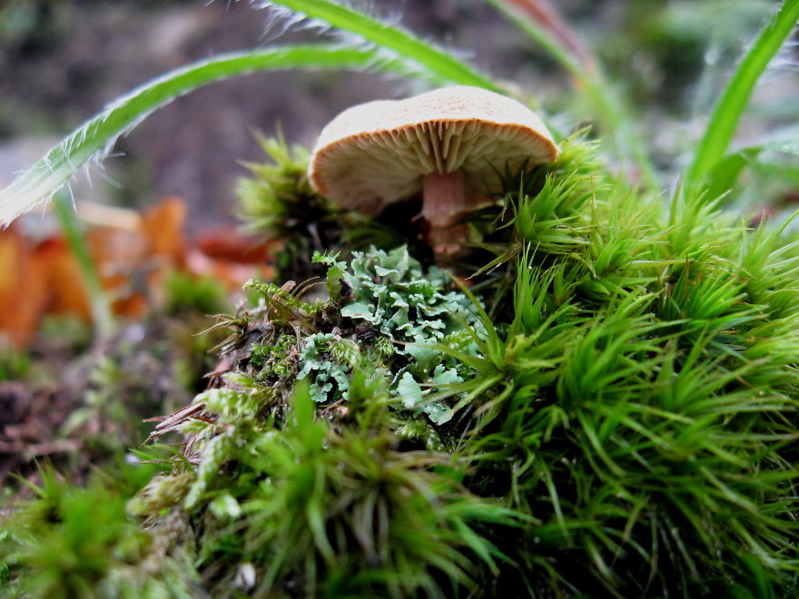 Mushroom, Hungary