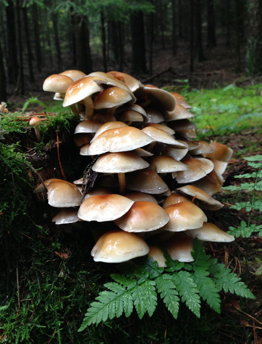 Bavarian Fungi 3