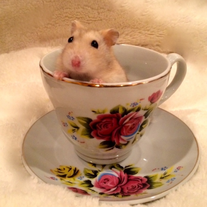 Lola In A Cup