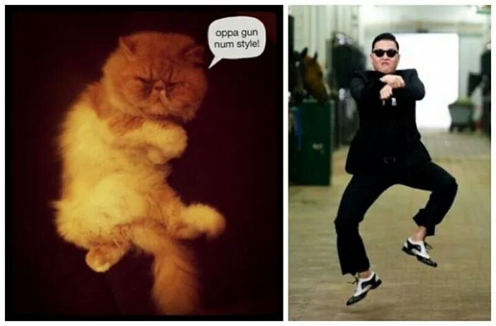 Psy Cat, Dancing Oppa Gun Num Style!