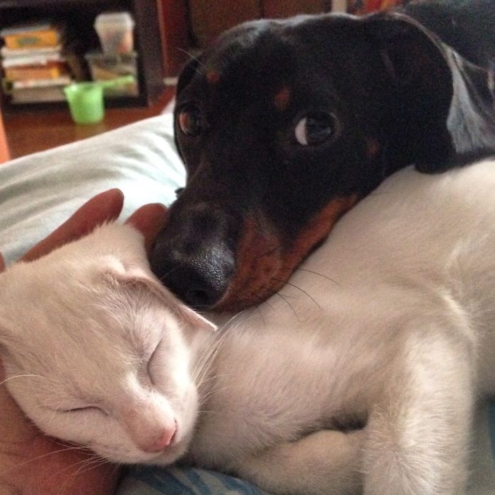 Chico The Dachsund And Puspap The Kitten