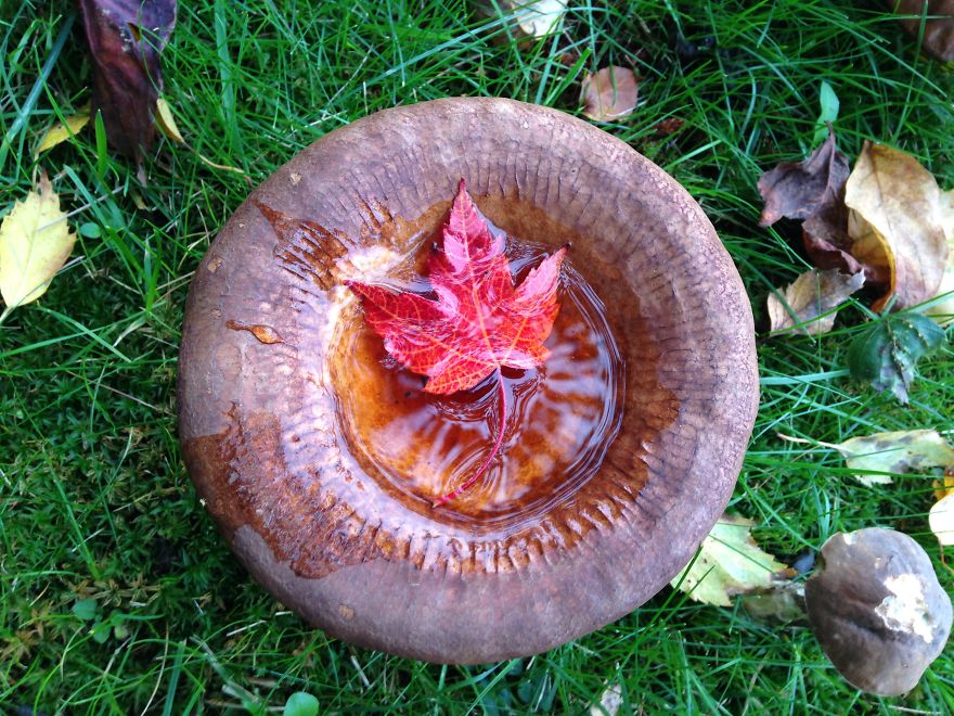 Maple Leaf In Mushroom, Vancouver Canada
