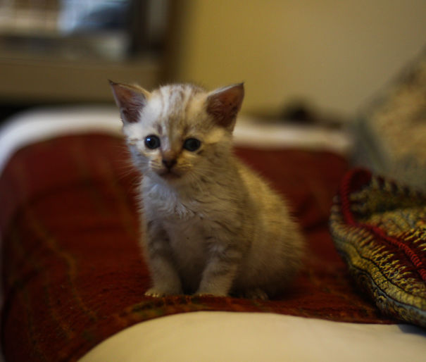Charlie, The Little Gremlin Kitten