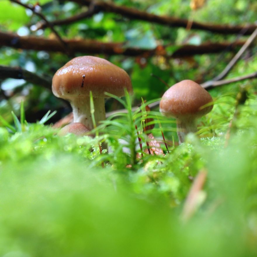 Micro Mushrooms of Vancouver