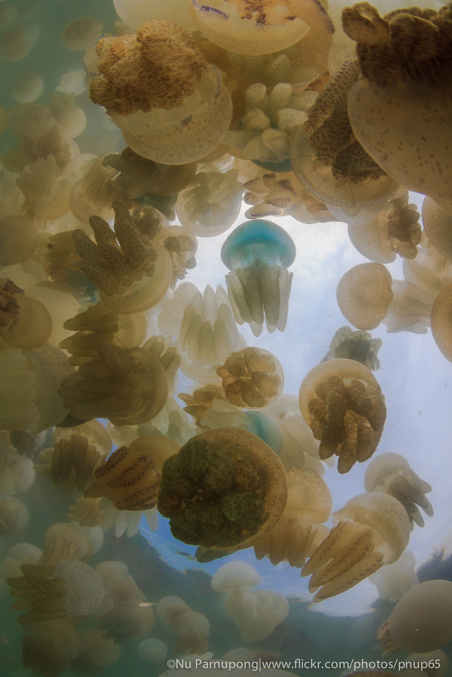 Jellyfish Phenomenon In Thailand