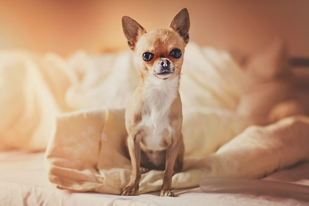 Meet Chloe: My Adorable Mini Chihuahua