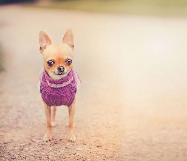 Meet Chloe: My Adorable Mini Chihuahua
