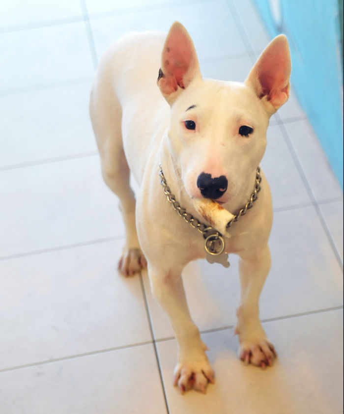 Milly, The Miniature English Bull Terrier Has An Eye Brow And A Heart-shaped Nose.