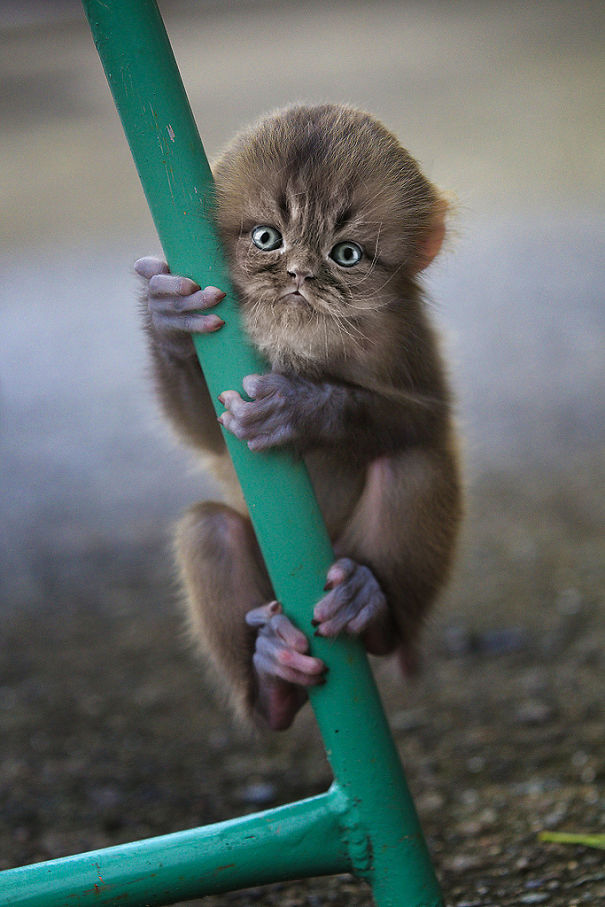 Mittens: Cute Monkey-Kitten Hybrids