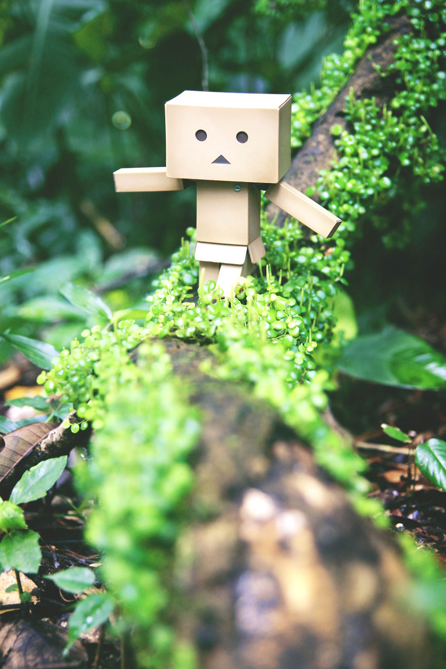 My Photographic Project Of The Famous Danbo