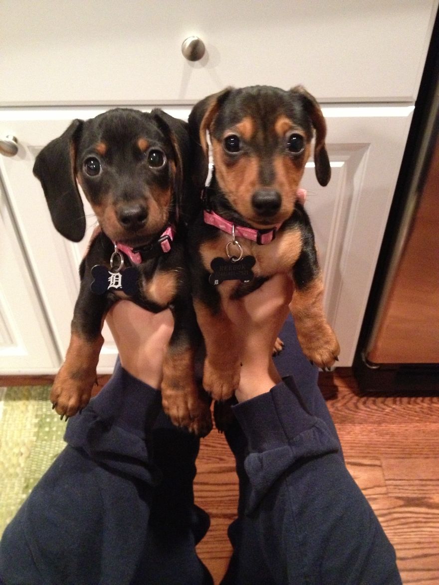 Two Wieners Are Better Than One