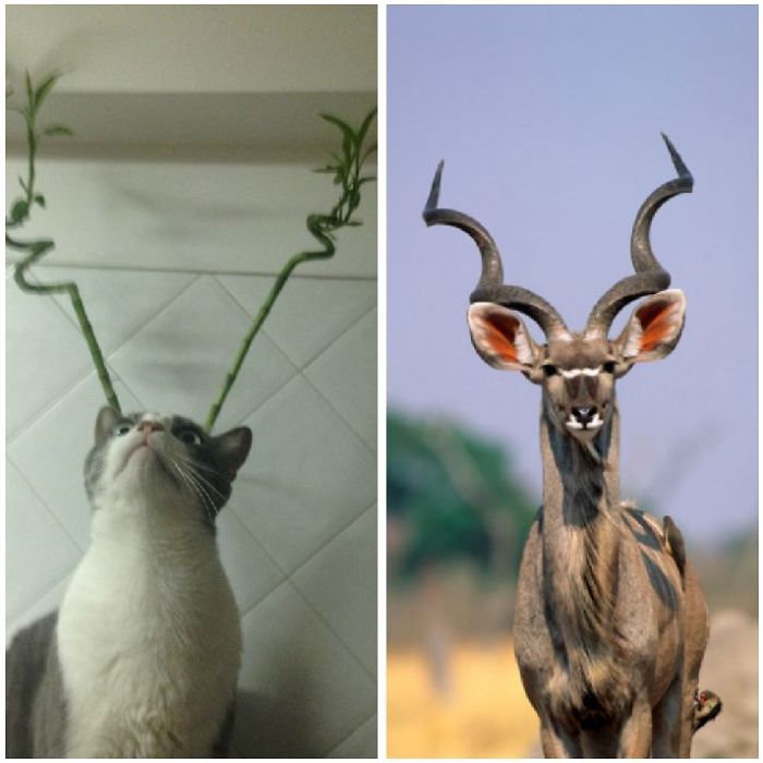 Horned Cat That Looks Like A Kudu