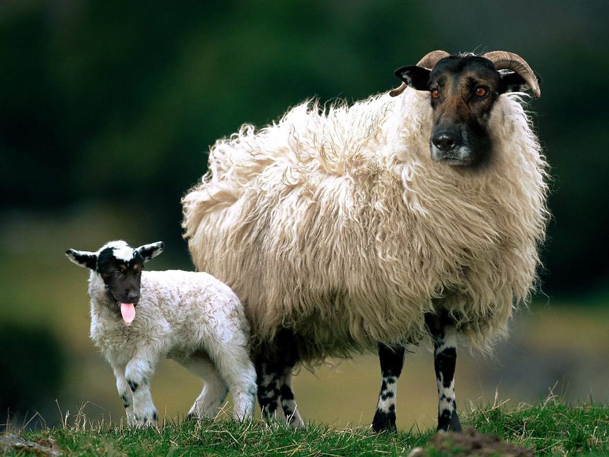 German Sheepherds