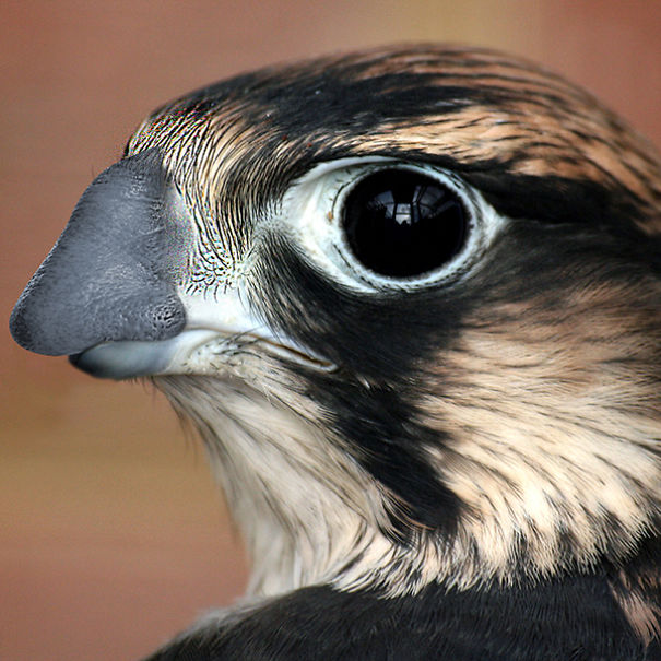 Honker Falcon