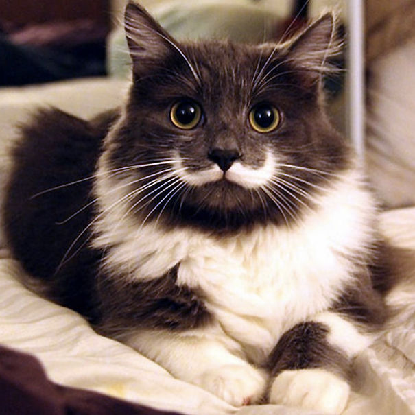The Most Famous Cats In The World?