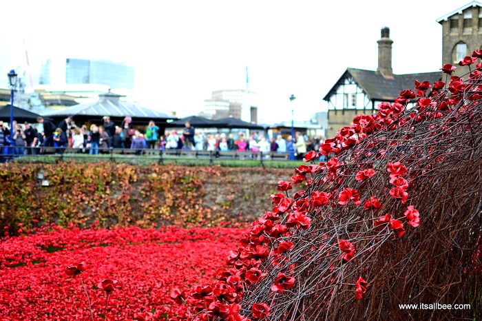 Tower Of London Poppies: Around 1 Million Flowers To Commemorate The Fallen Soldiers Of WWI