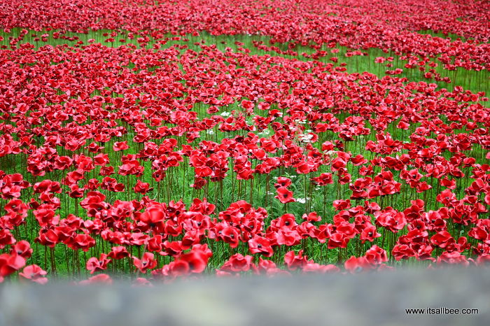 Tower Of London Poppies: Around 1 Million Flowers To Commemorate The Fallen Soldiers Of WWI