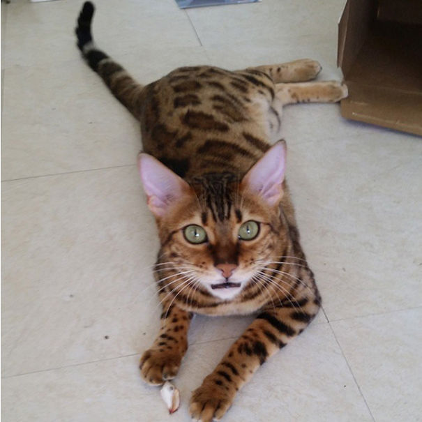 Cheeto The Bengal Cat - @cheetobengal