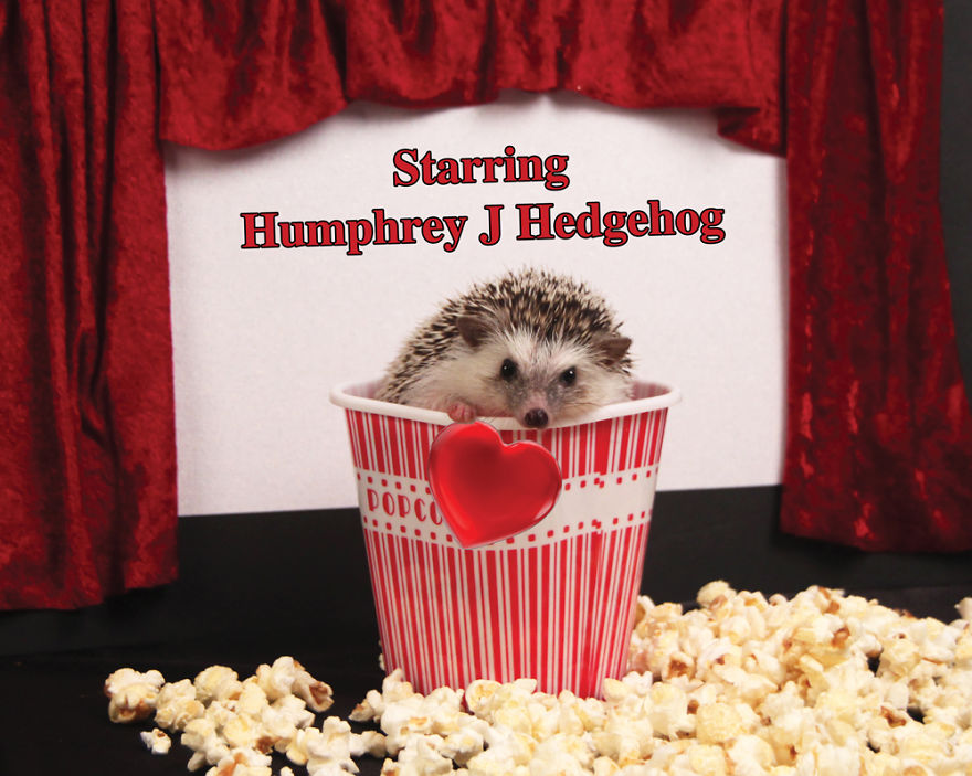 The Adventures Of Humphrey J Hedgehog