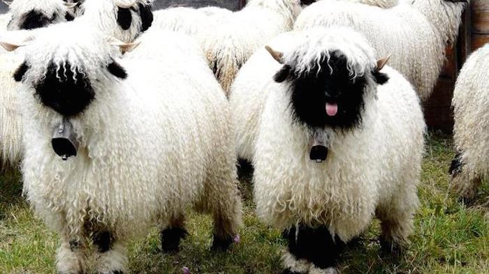 Valais Sheep