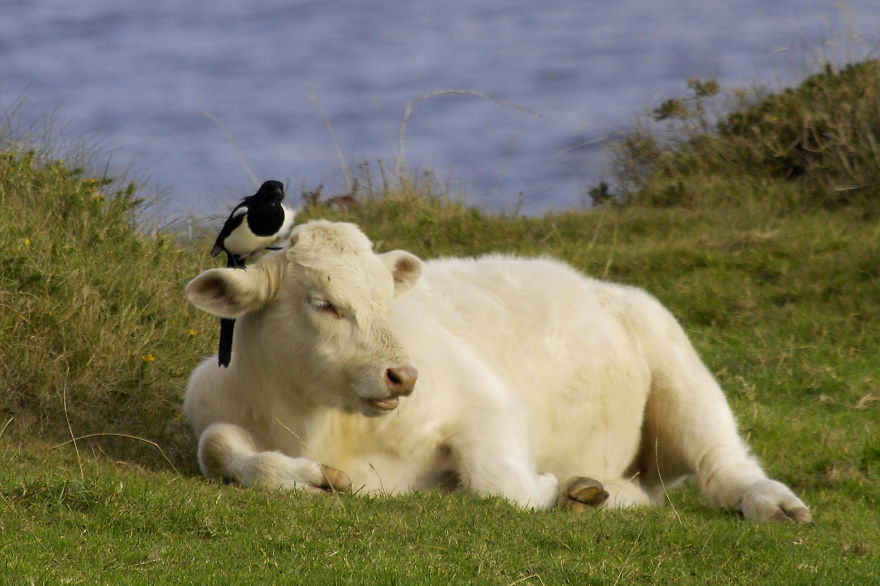 Cow And Magpie