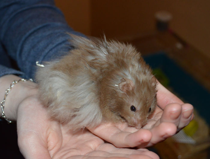 Long-haired Hamster