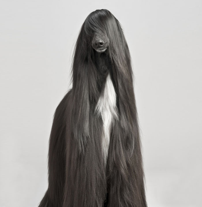 84 Animals With Majestic Hair | Bored Panda