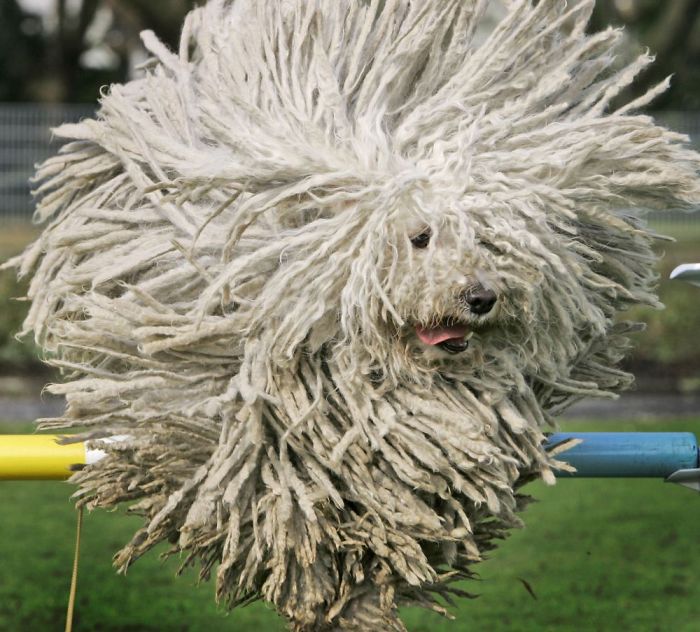Komondor "The Mop" Dog