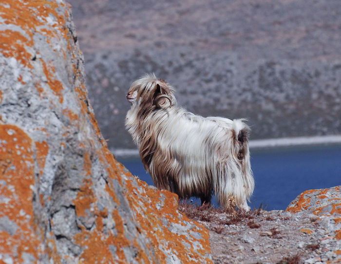 Hairy Mountain Goat