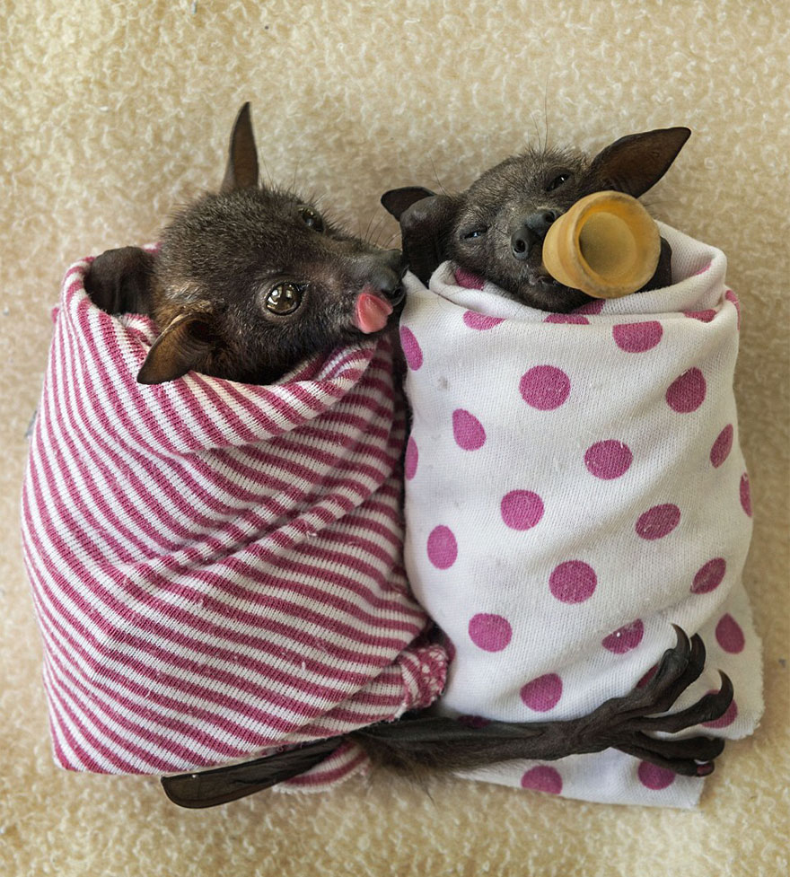 There's A Bat Hospital In Australia That Takes In Abandoned Baby Bats