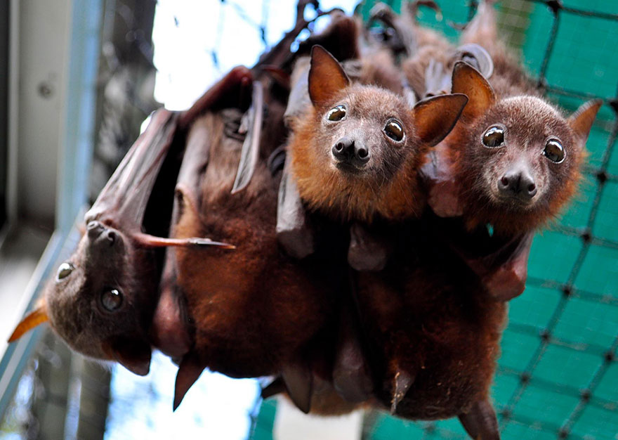 There's A Bat Hospital In Australia That Takes In Abandoned Baby Bats