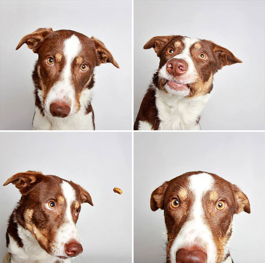 adopted-dog-teton-pitbull-humane-society-utah-1
