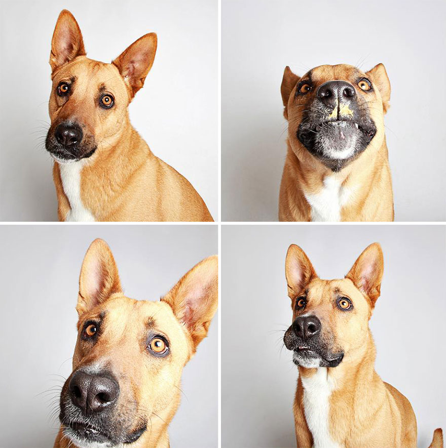 Pit Bull's Cute Photobooth Pics Find Him A Forever Home