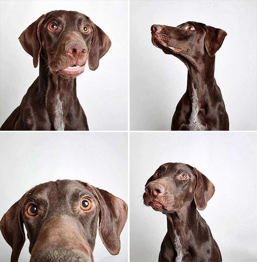 adopted-dog-teton-pitbull-humane-society-utah-18